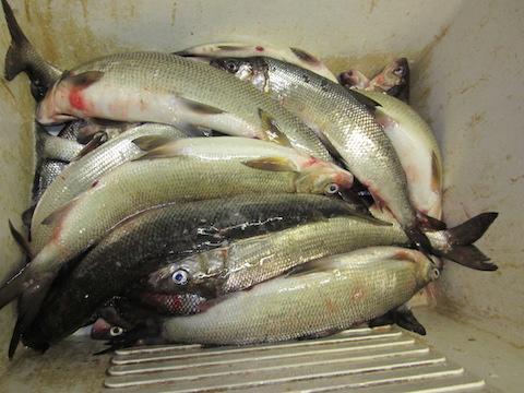 fish in sink